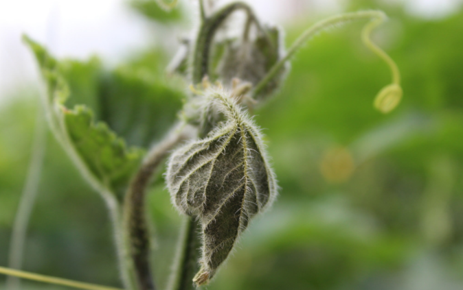 用病毒檢測儀為植物查明“病因”（植物病害檢測儀可以檢測哪些？）