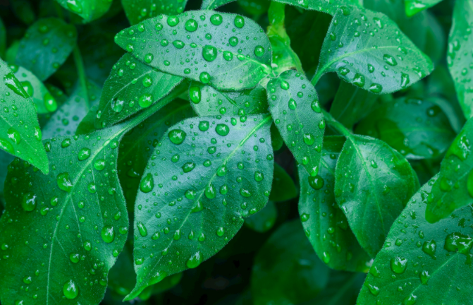 植物光合作用測(cè)定儀測(cè)定之前該如何選擇葉片？